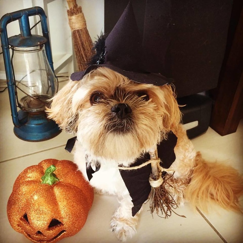 Halloween Horror Movie Party Mollie the Dog SassabyParties.com